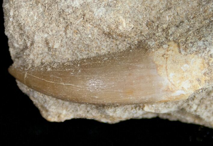 Plesiosaur Tooth In Matrix #11642